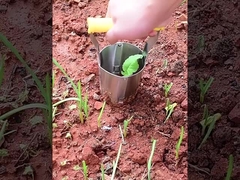 transplanter da plântula