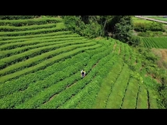 Corta-sebes elétrico